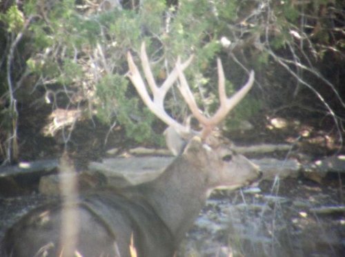 Sheep Bedded Mulie.jpg Sheep Bedded Mulie.jpg