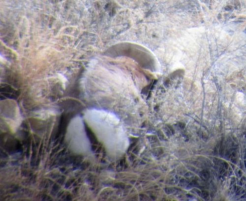 Sheep Live Ram Sleepy.jpg Sheep Live Ram Sleepy.jpg