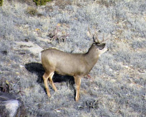 Sheep Mulie.jpg Sheep Mulie.jpg
