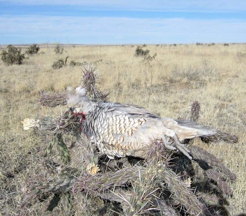 Sheep Quail.jpg Sheep Quail.jpg