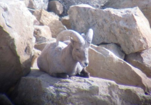Sheep Small Ram.jpg Sheep Small Ram.jpg