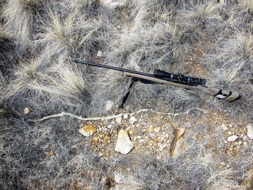 Sheep Snake Skin.jpg Sheep Snake Skin.jpg