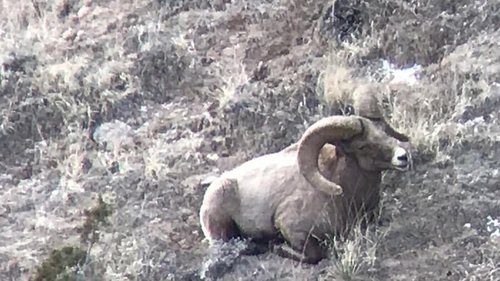 Big Ram.jpg Big Ram.jpg
