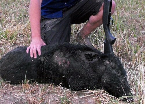 1 pig.jpg 1 pig.jpg
