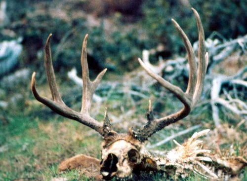 Deer skull.jpg