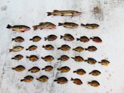 Catch from Deer, Nicaboyne, and Bear Track Lakes.jpg Catch from Deer, Nicaboyne, and Bear Track Lakes.jpg