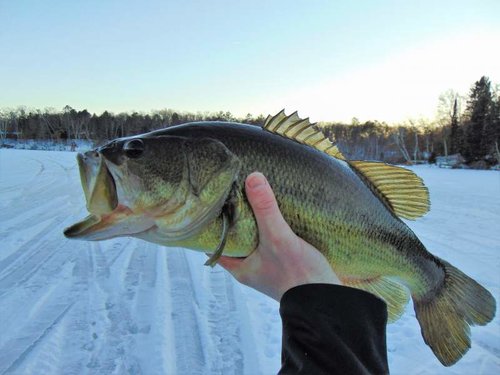 19 in Largemouth Bass Burlingame Lake.jpg 19 in Largemouth Bass Burlingame Lake.jpg
