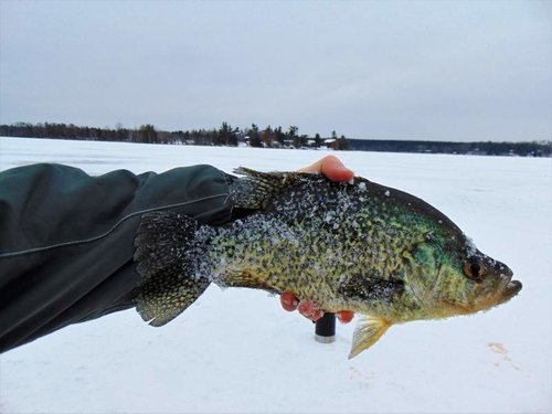 14.5 in Crappie Johnson Lake.jpg 14.5 in Crappie Johnson Lake.jpg