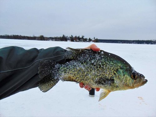 14.5 in Crappie Johnson Lake.jpg