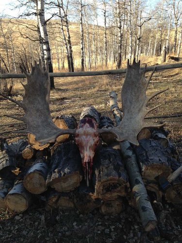 moose 3.jpg moose 3.jpg