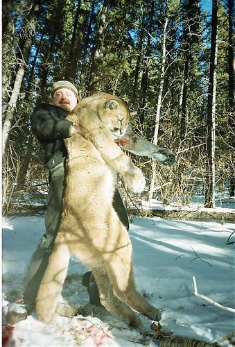 cougar pic.jpg cougar pic.jpg