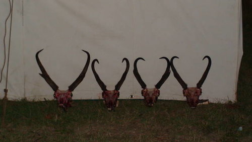 antelope.jpg antelope.jpg