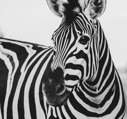 zebra.jpg