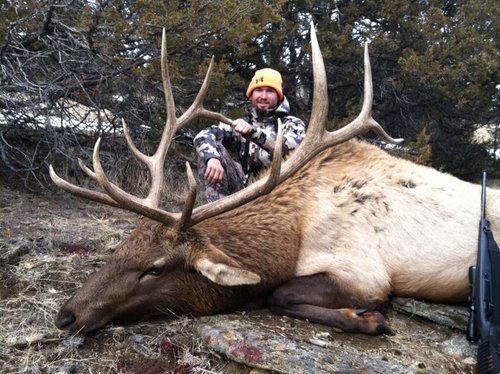 Elk 2012.jpg