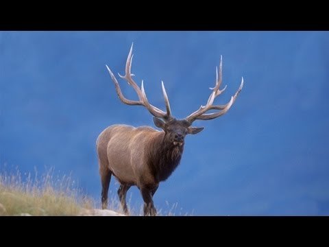 elk.jpg