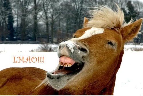 lmao_horse-3366.jpg