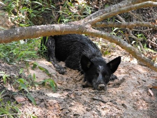 sandy pup.jpg