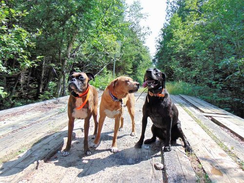 Dogs at Lake Superior State Forest.jpg