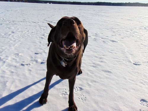 Tank on Johnson Lake.jpg