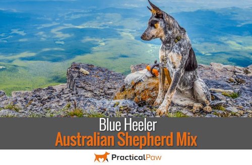 Blue-Heeler-Australian-Shepherd-Mix-1.jpg