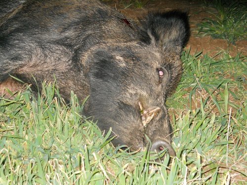 DSCN2159 (1080x810).jpg DSCN2159 (1080x810).jpg