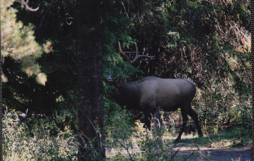 CAN elk2.png CAN elk2.png