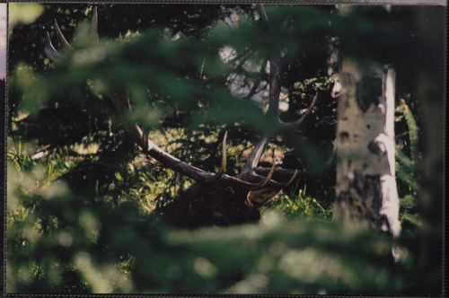 CAN elk1.png CAN elk1.png