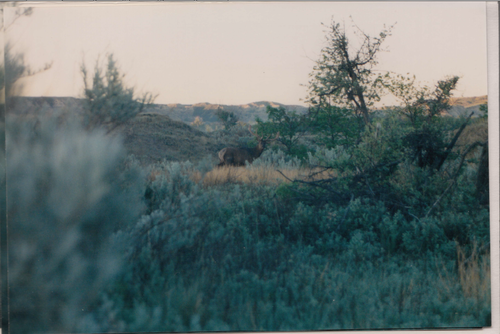 ND elk.png ND elk.png