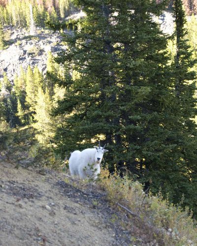 goat3.jpg