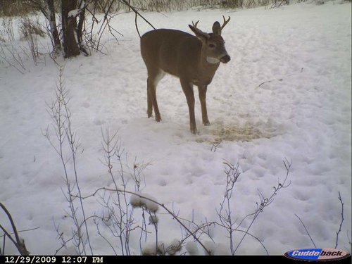 late winter 2009 036.jpg