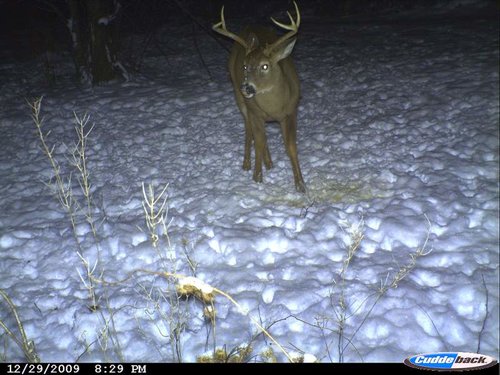 late winter 2009 046.jpg