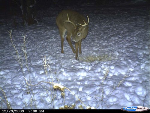 late winter 2009 051.jpg