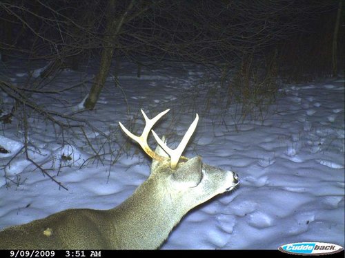 late winter 2009 063.jpg