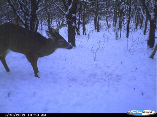 late winter 2009 092.jpg