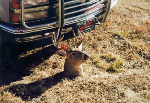 1997 whitetail.jpg 1997 whitetail.jpg