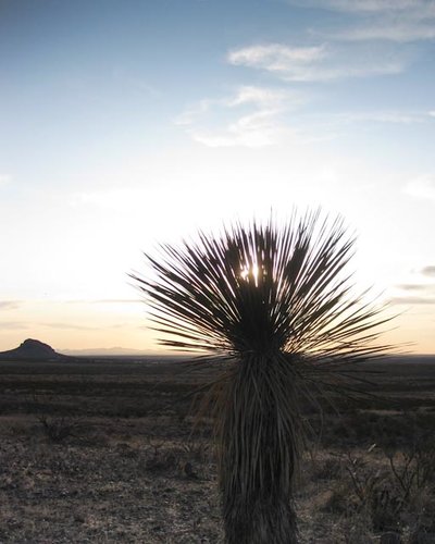 FloridasYucca.jpg