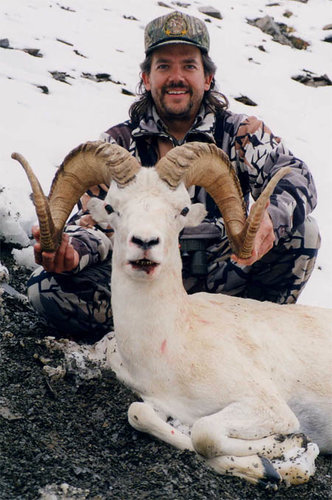 Dall sheep photo.jpg