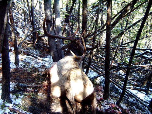 ELK 001.jpg