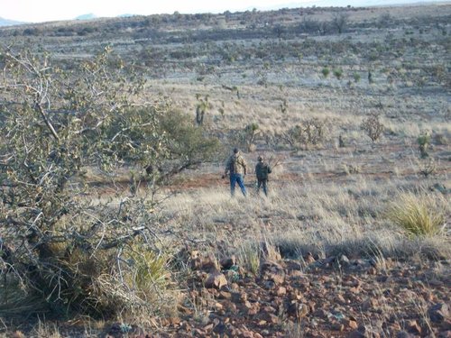 Javelina stalk 1.jpg