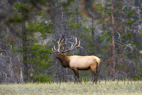 elk (1).jpg