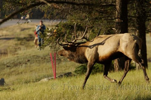 elk 2 (1).jpg