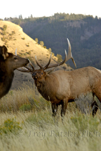 elk elk.jpg