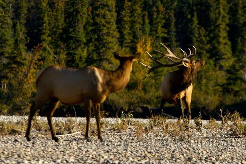 elk elk (2).jpg