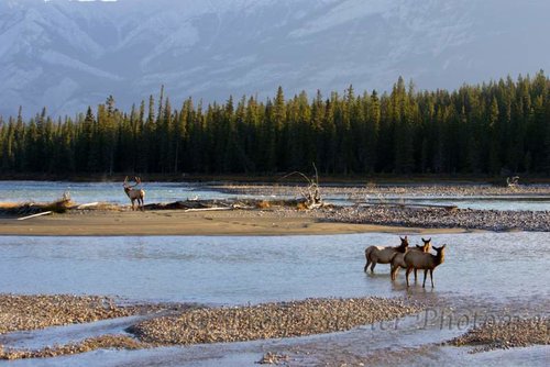 elk elk (3).jpg