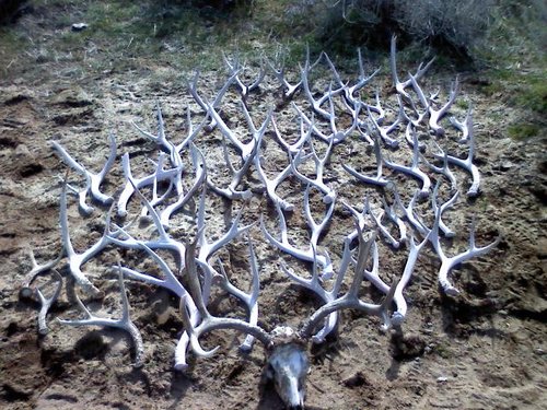 shed hunt 2-19-10.jpg