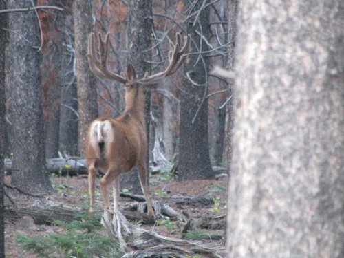 deer 2009 2.jpg