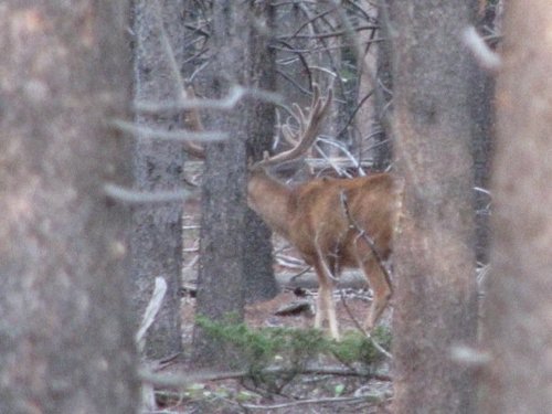 deer 2009 5.jpg