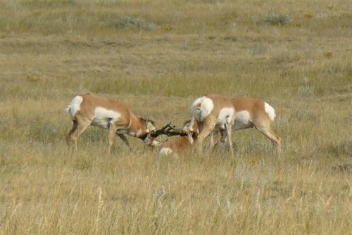 P1050036 (Large).jpg