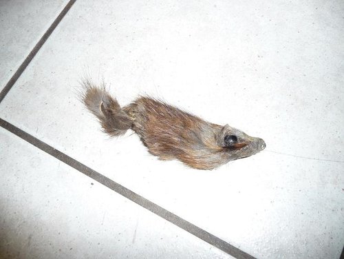april rat.jpg april rat.jpg