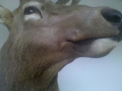 2010-04-10 Elk.jpg